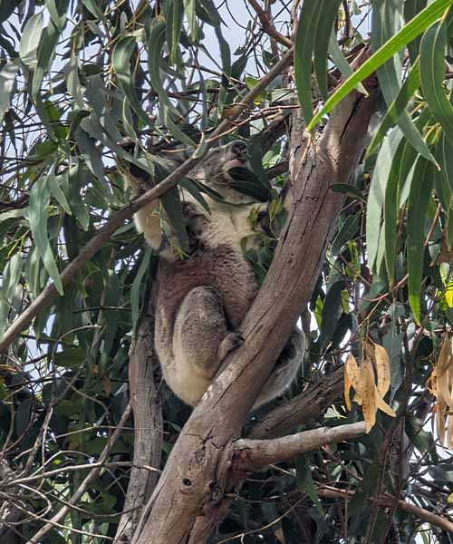 The Kennett River Koala Walk