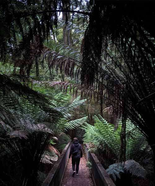 Melba Gully