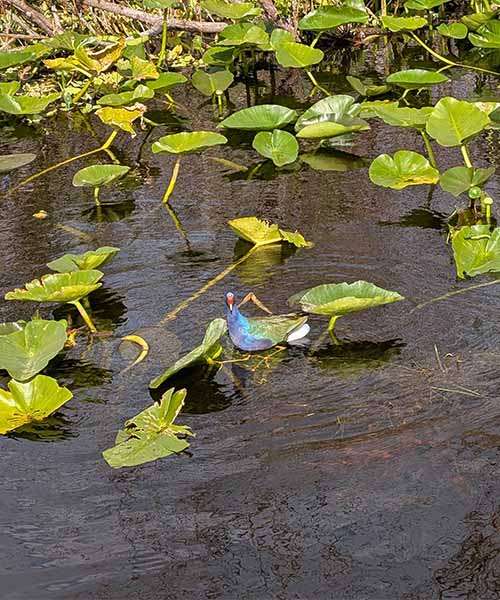 Everglades national park
