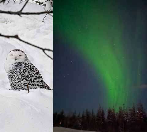Rovaniemi: polarna svjetlost, muzej, polarni ZOO i mongolski šator