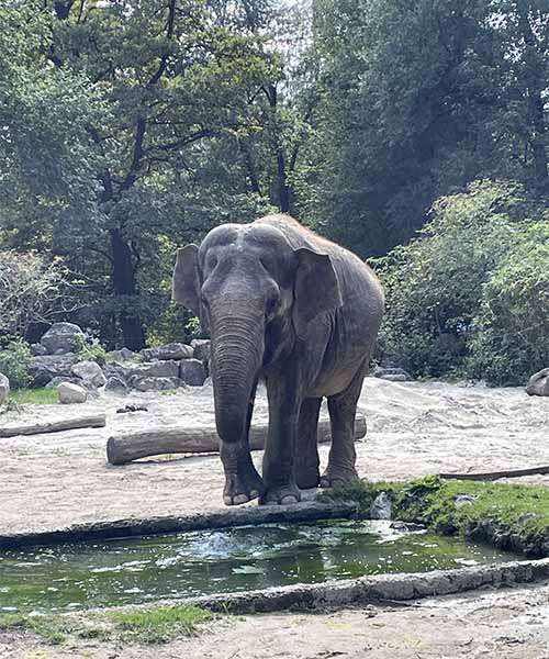 ljubljana zoološki vrt